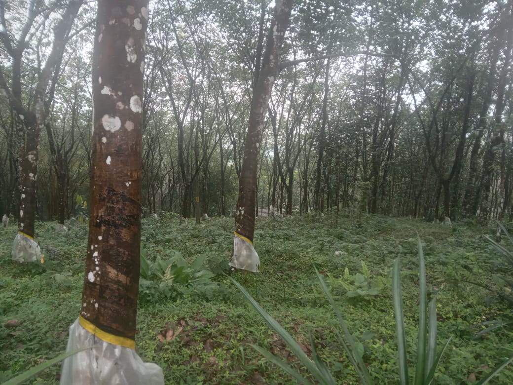 WhatsApp image for Independent House for Sale in Manimala Kottayam | City: Manimala | Builder: Independent | Sizes: Plots | Price List: N/A | Brochure: N/A | Floor Plan: N/A